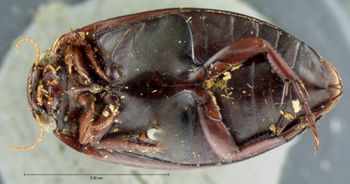 Media type: image;   Entomology 6042 Aspect: habitus ventral view
